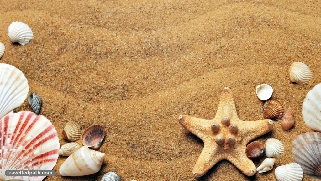 Best Shelling Beaches in East Coast Florida