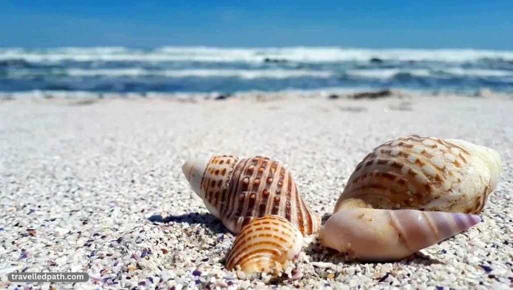 Best Shelling Beaches in East Coast Florida