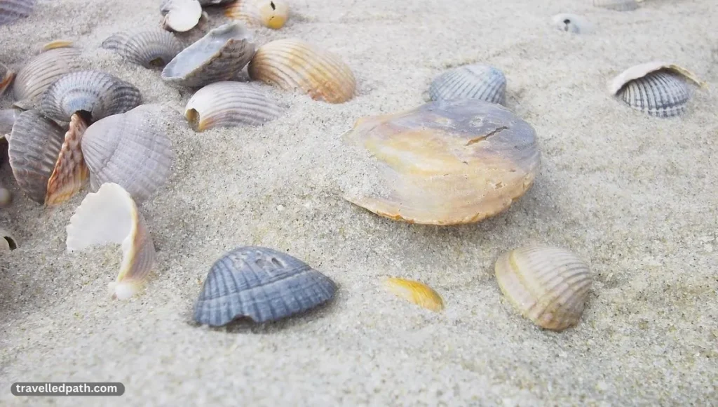 Best Shelling Beaches in East Coast Florida