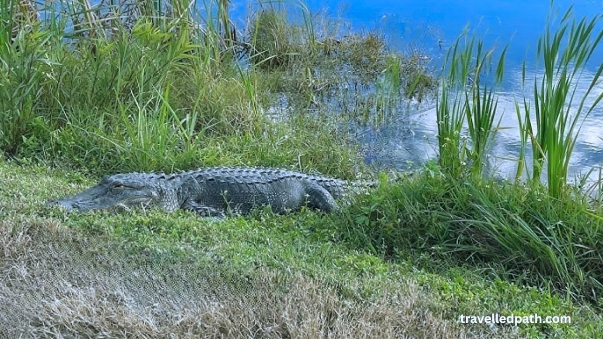 Drive Through Lake Apopka Wildlife Area Things to Do in Orlando Besides Theme Parks