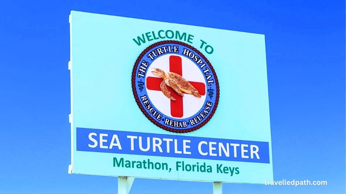 Turtle Hospital Best Things to Do in Marathon Florida